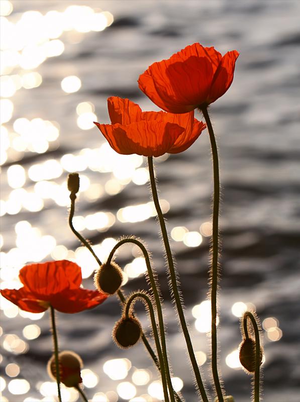 poppies_in_the_sunset_on_lake_geneva.jpg